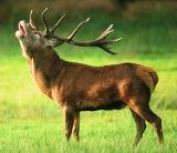 hirsch